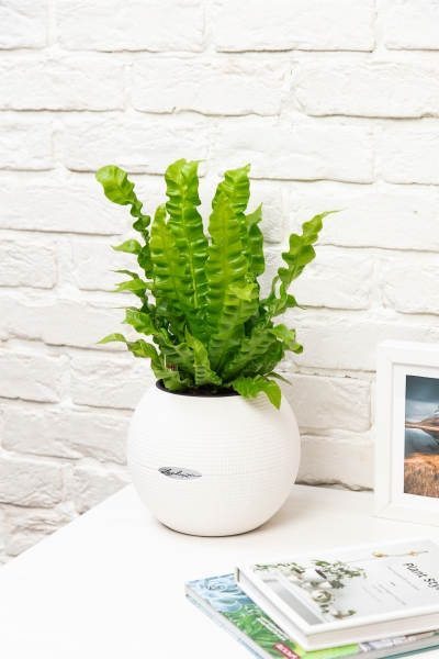 Асплениум Криспи в PURO 20