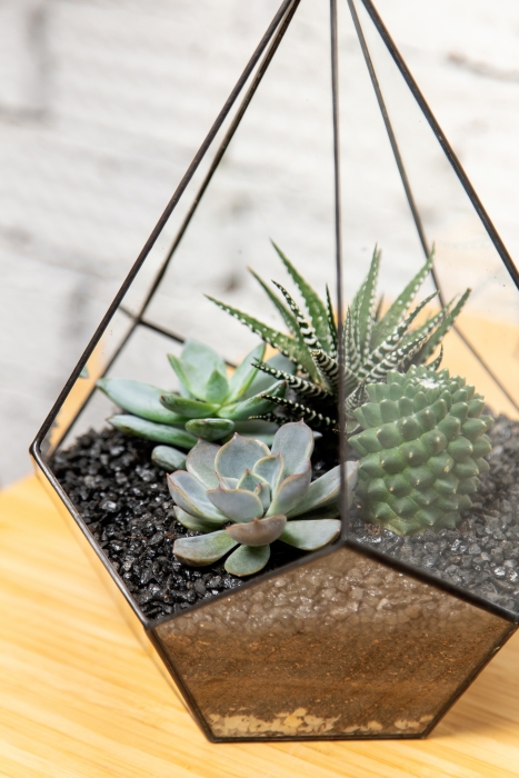 Флорариум - капля с кактусами и суккулентами