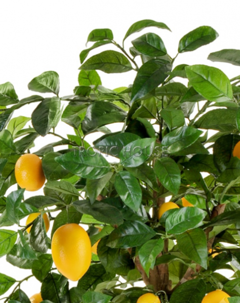 Лимонное дерево с плодами на штамбе