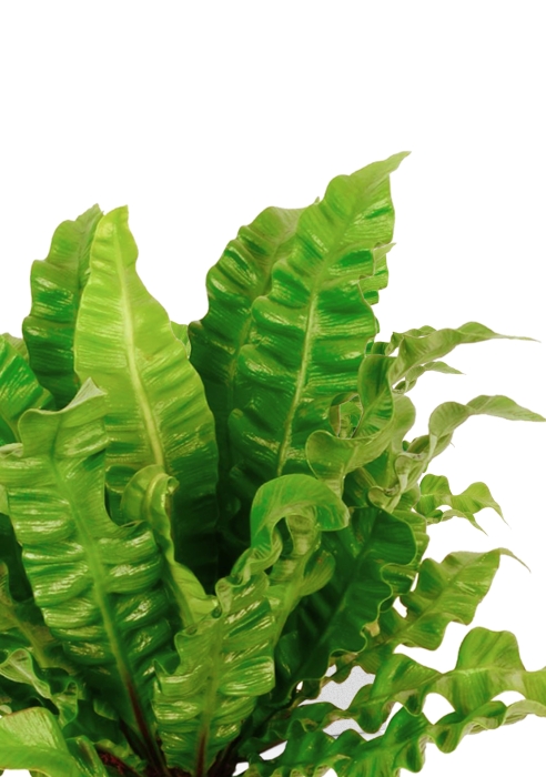 Асплениум Криспи в DELTA 20