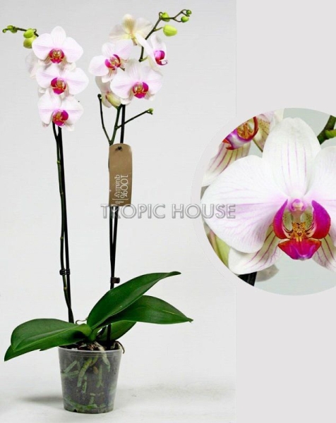 Орхидея Фаленопсис Кембридж белая 12/70 см в LAMELA MAGNOLIA fi 135 Орхидея Фаленопсис Кембридж белая 12/70 см в LAMELA MAGNOLIA fi 135