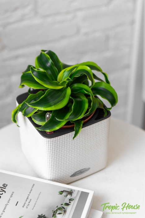 Драцена Торнадо в CUBE COLOR 14