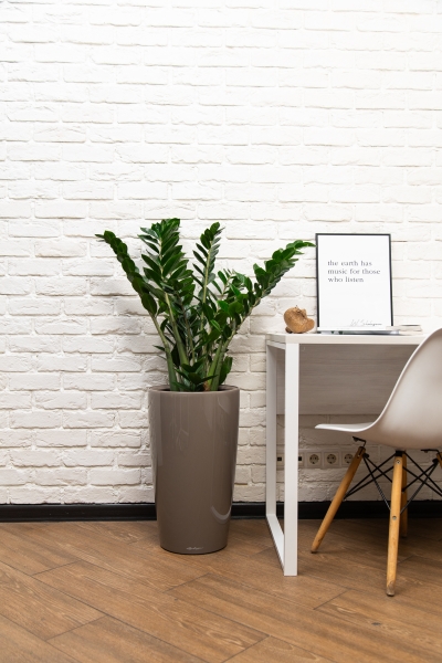 Замиокулькас 21/90 в RONDO 32 Замиокулькас 21/90 в RONDO 32