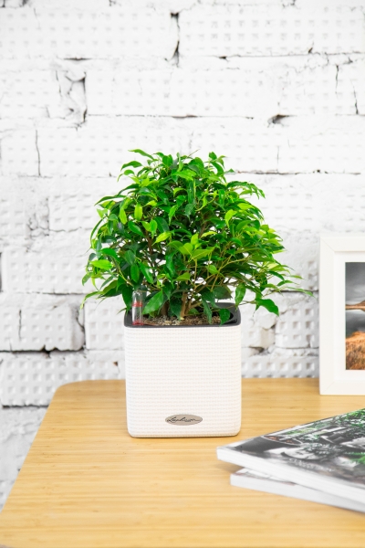 Фикус Бенджамина Грин Кинки 12/30 см