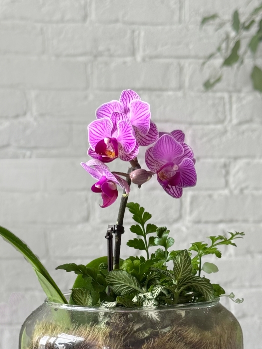 Флорариум с фиттонией