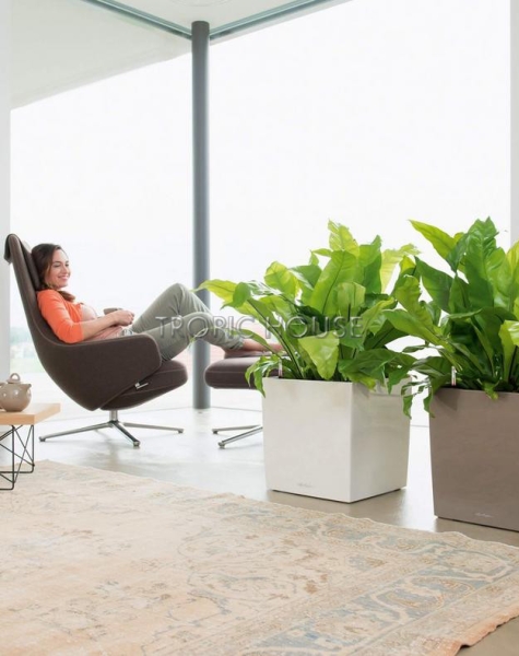 Кашпо LECHUZA CUBE 40х40 см