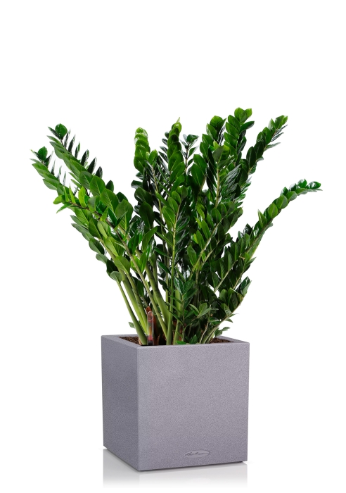 Замиокулькас в CANTO STONE low 40, серый камень