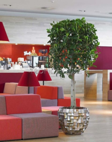 Фикус Нитида на стволе 30/130 см