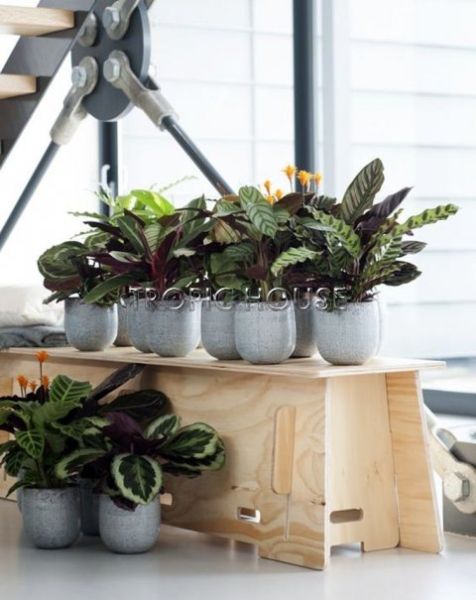 Калатея мозаичная Нетворк 14/40 см