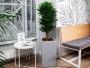 Драцена Компакта бранч 34/150 см в QUADRO LS 43