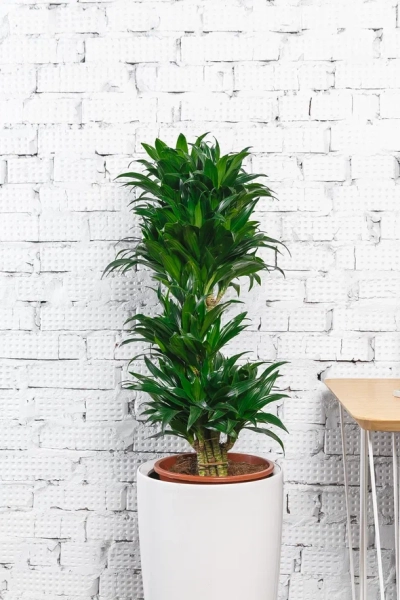 Драцена Компакта бранч 34/150 см