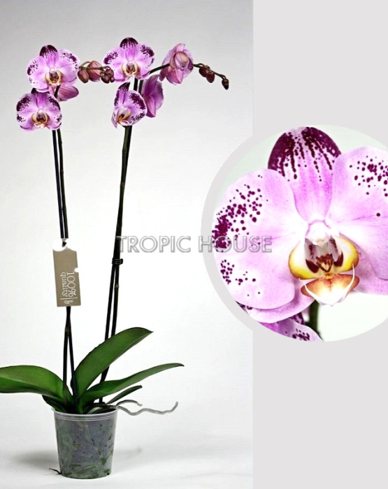 Орхидея Фаленопсис розовая пятнистая 12/60 см