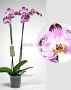 Орхидея Фаленопсис розовая пятнистая 12/60 см