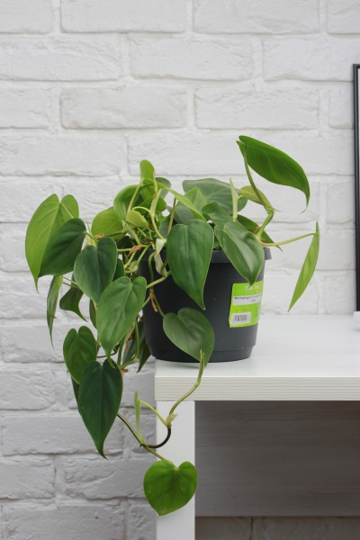 Филодендрон Сканденс 17/30 см в CUBICO 22