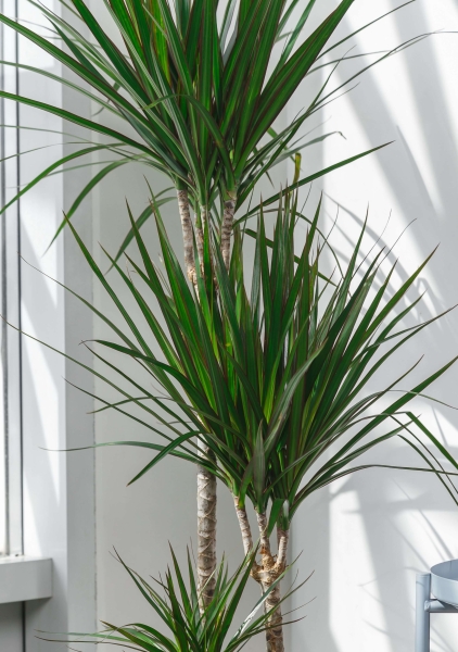 Драцена Маргината 3 ствола 21/120 см в LAMELA Finezja 300x300