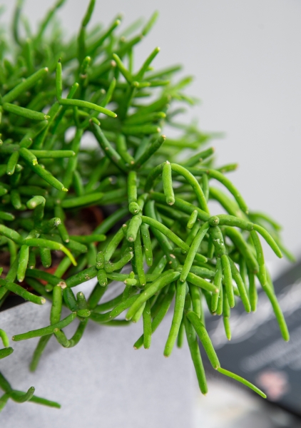 Рипсалис Кассута в CANTO Stone 14