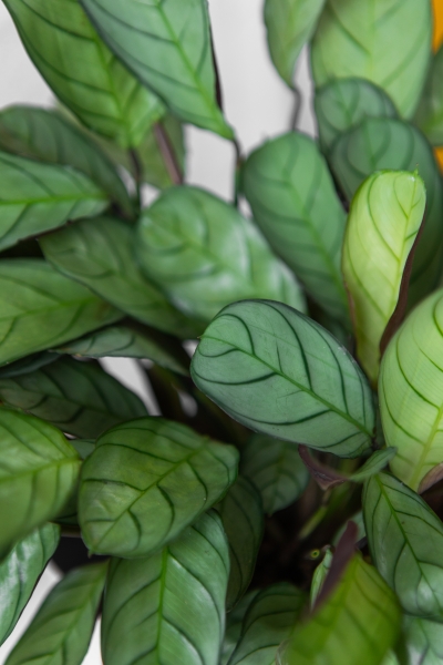 Ктенанта Амагрис в CUBE COLOR 14