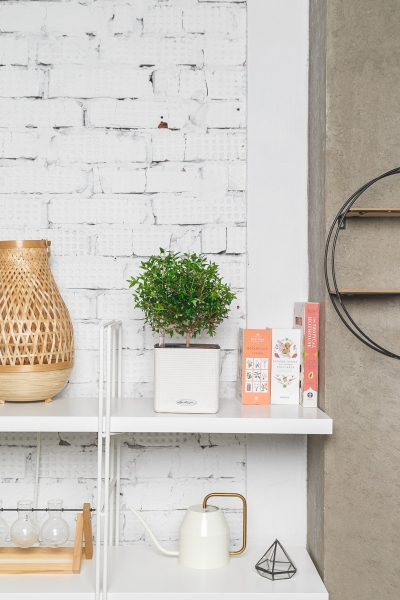 Мирт на стволе 12/30 см