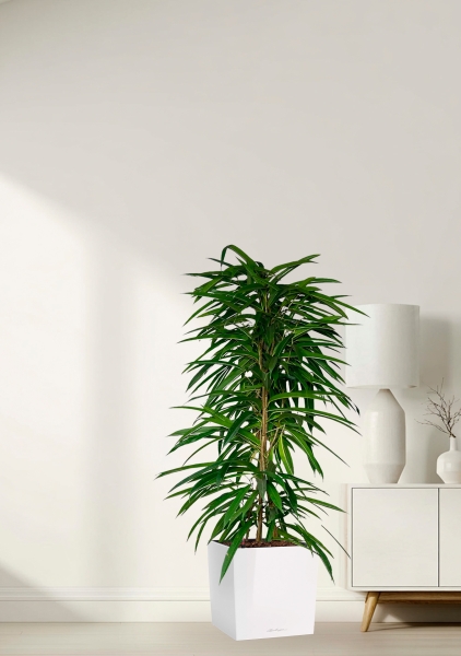 Фикус Али пирамида 24/120 см в CUBE 30 Фикус Али пирамида 24/120 см в CUBE 30