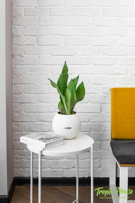 Сансевиерия Муншайн в PURO 20