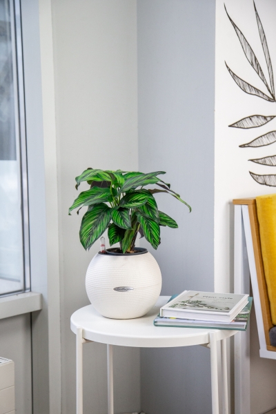 Калатея Принцепс 12/30 см