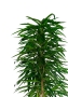 Фикус Али пирамида 46/260 см в CLASSICO COLOR 60