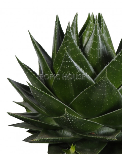 Алоэ Космо в OJO 25 см