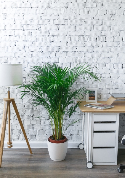 Хризалидокарпус 24/140 см Хризалидокарпус 24/140 см