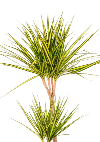 Драцена Маргината Санрей 2 ствола 17/70 см CLASSICO COLOR 21