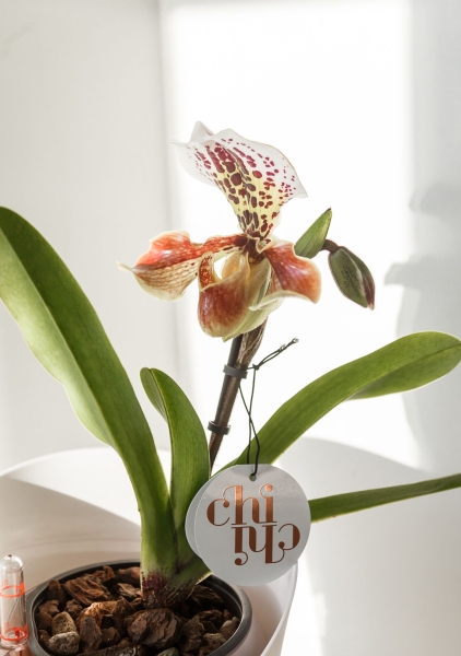 Орхидея Венерин башмачок в ORCHIDEA 18 Орхидея Венерин башмачок в ORCHIDEA 18