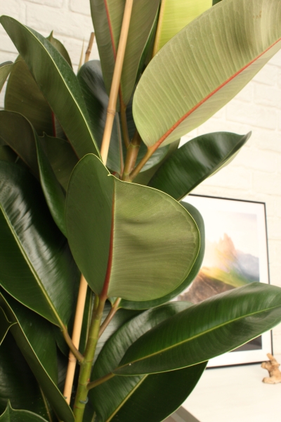 Фикус Эластика Робуста 3 ствола 35/160 см в CLASSICO COLOR 43 Фикус Эластика Робуста 3 ствола 35/160 см в CLASSICO COLOR 43