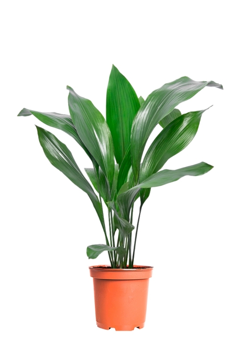 Аспидистра 19/80 см