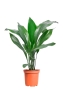 Аспидистра 19/80 см