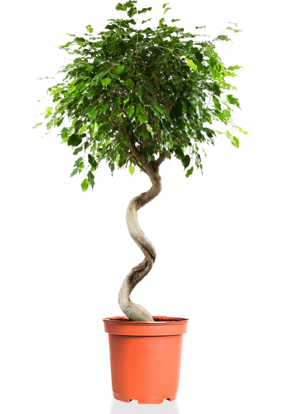 Фикус Бенджамина Экзотика спираль 40/170 см Фикус Бенджамина Экзотика спираль 40/170 см