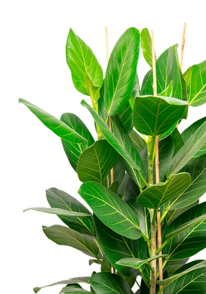 Фикус Бенгальский Андрей 3 ствола 27/120 см в QUADRO LS 35 Фикус Бенгальский Андрей 3 ствола 27/120 см в QUADRO LS 35