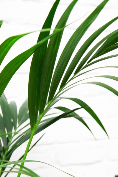 Ховея Кентия 24/150 см