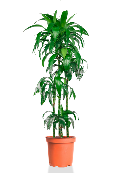 Драцена Джанет Крейг 4 ствола 27/190 см