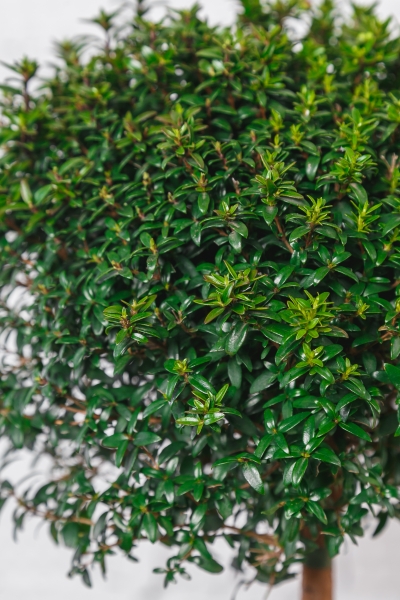 Мирт 15/50 см Мирт 15/50 см