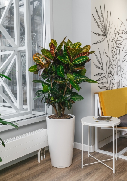 Кротон Петра Макси 31/120 см