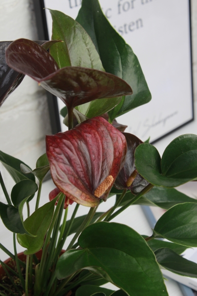 Антуриум Андре шоколадный 12/40 см