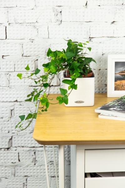 Хедера 12/20 см