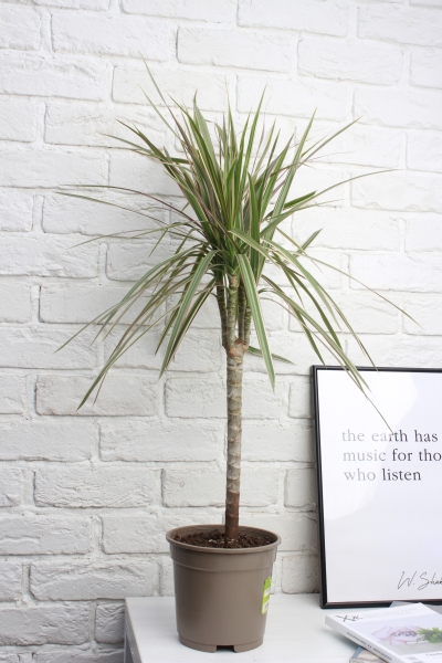 Драцена Маргината Биколор 1 ствол 17/70 см