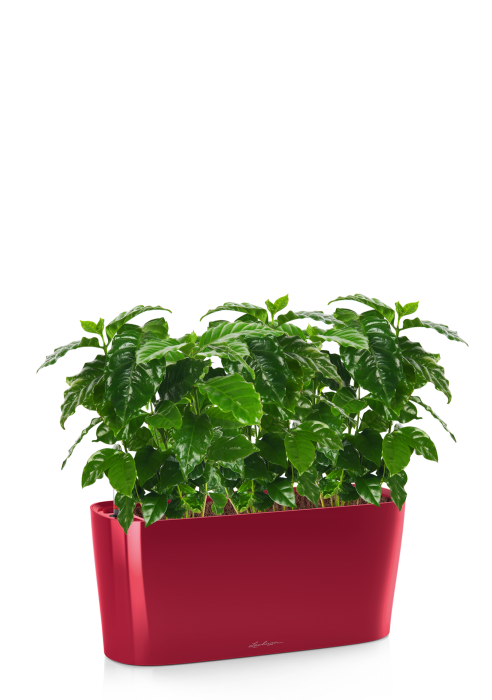 Кофе в DELTA 20, Ярко-красный блестящий 