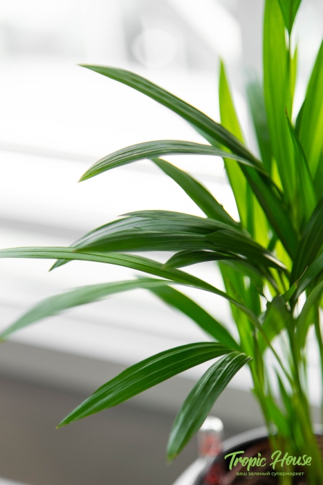 Хризалидокарпус в PURO 20