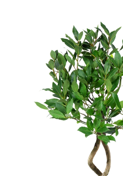 Лавр Нобилис двойная спираль 27/130 см