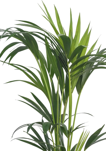 Ховея Кентия 21/100 см Ховея Кентия 21/100 см