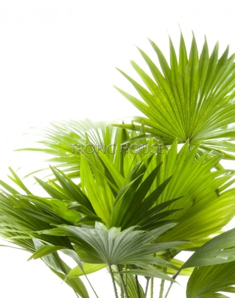 Ливистона Cottage 50