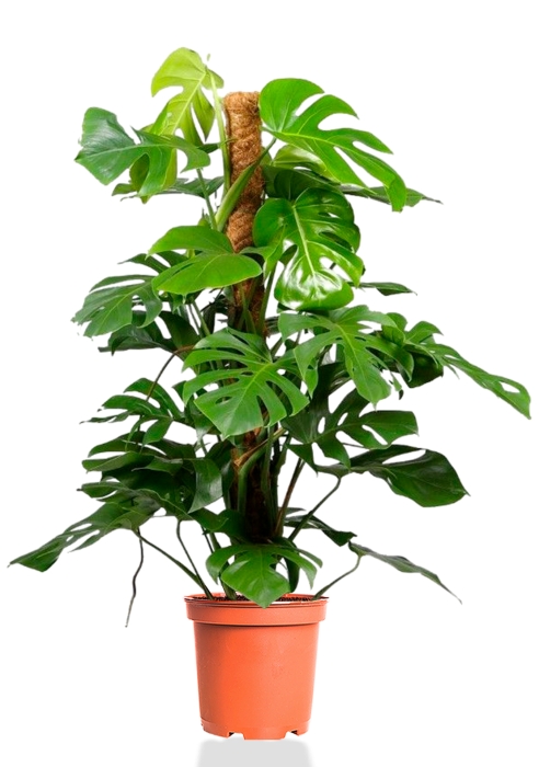 Монстера на опоре 27/150 см