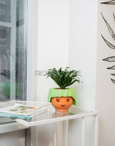 Драцена Компакта в OJO 25 см Драцена Компакта в OJO 25 см