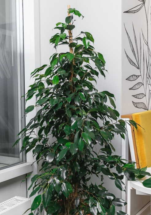 Фикус Бенджамина Даниэль в CLASSICO 28